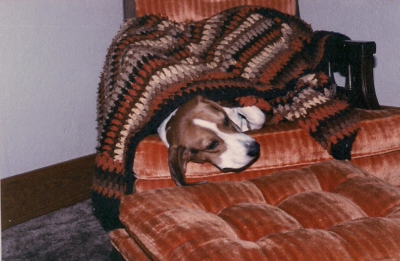 Snoopy unable to move after a long day hunting.jpg
